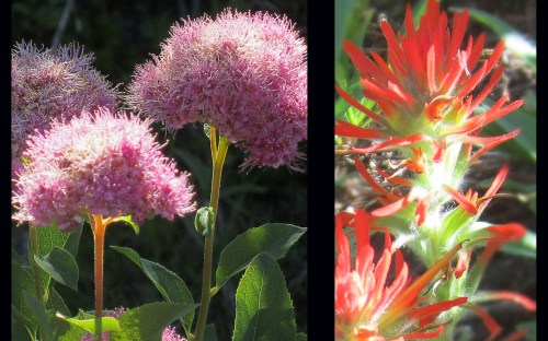 Granite Mountain Flowers