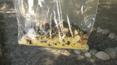 Spicy Raisin Couscous