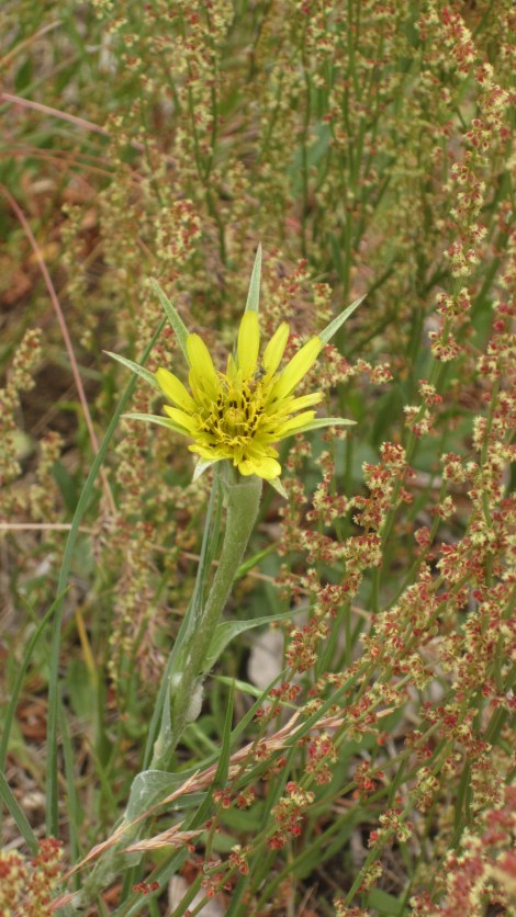 Boise Foothills Loop Hike Gulch, Watchman, Three Bears 4